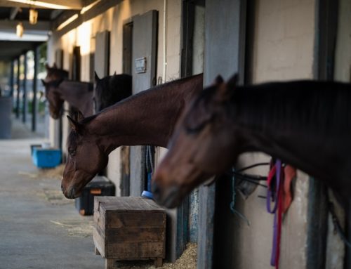 Right to Farm Protection of Equine Activities